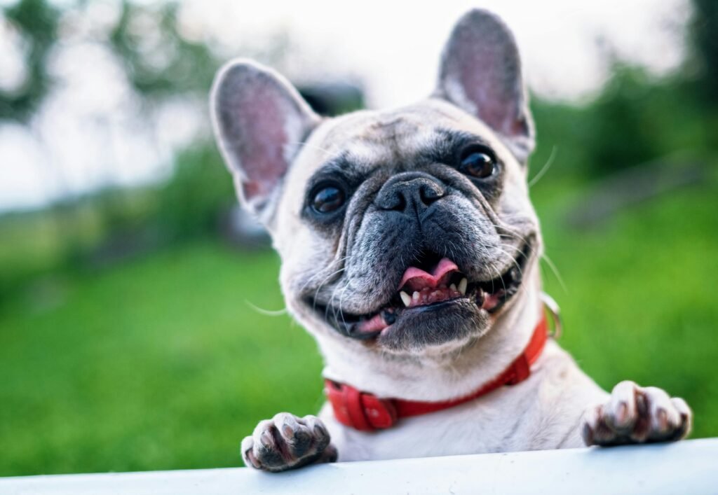 Happy French Bulldog - Pet waste removal Pittsburgh