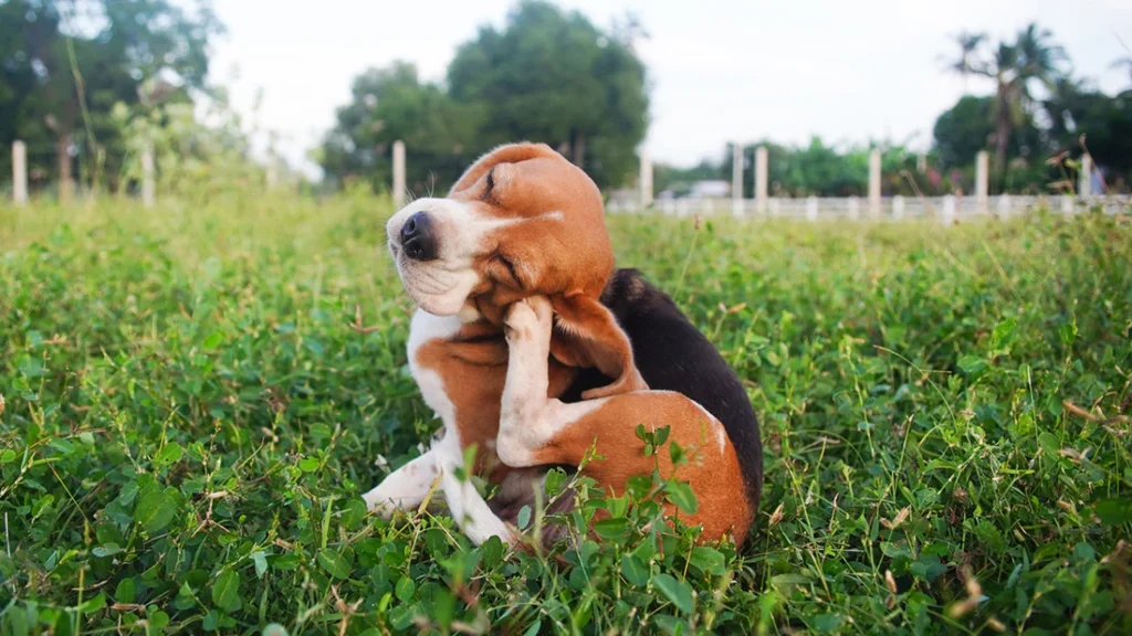dog poop removal in Pittsburgh by Dookie Doctors Pet Waste Removal
