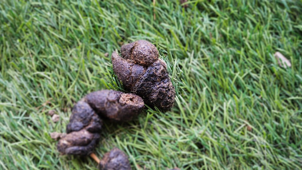Dog poop DNA testing used to enforce clean yards in Pittsburgh