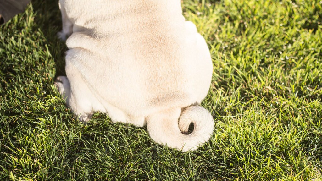 Dog waste sanitation complaints highlighting public health concerns in Pittsburgh