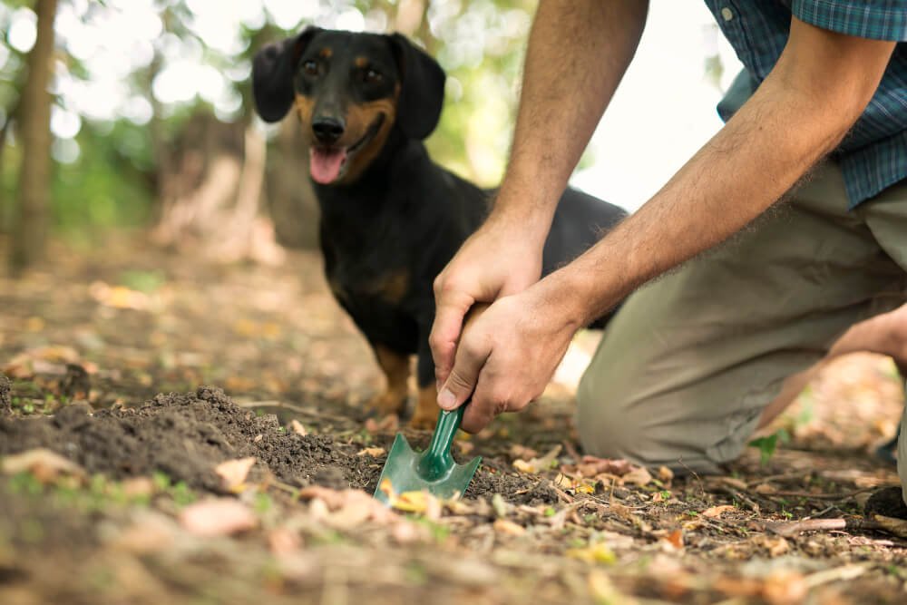 Dog poop disposal in the proper way