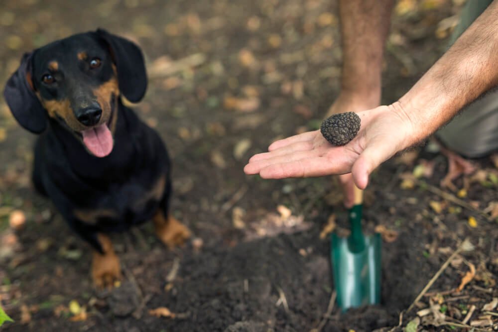 Dog waste removal in a public places