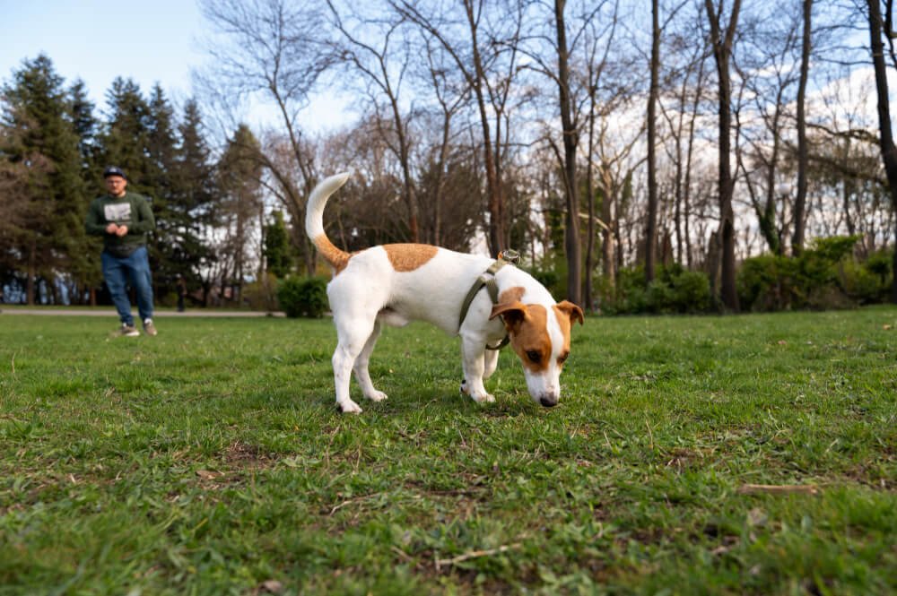 Environmental Impact of Dog Waste