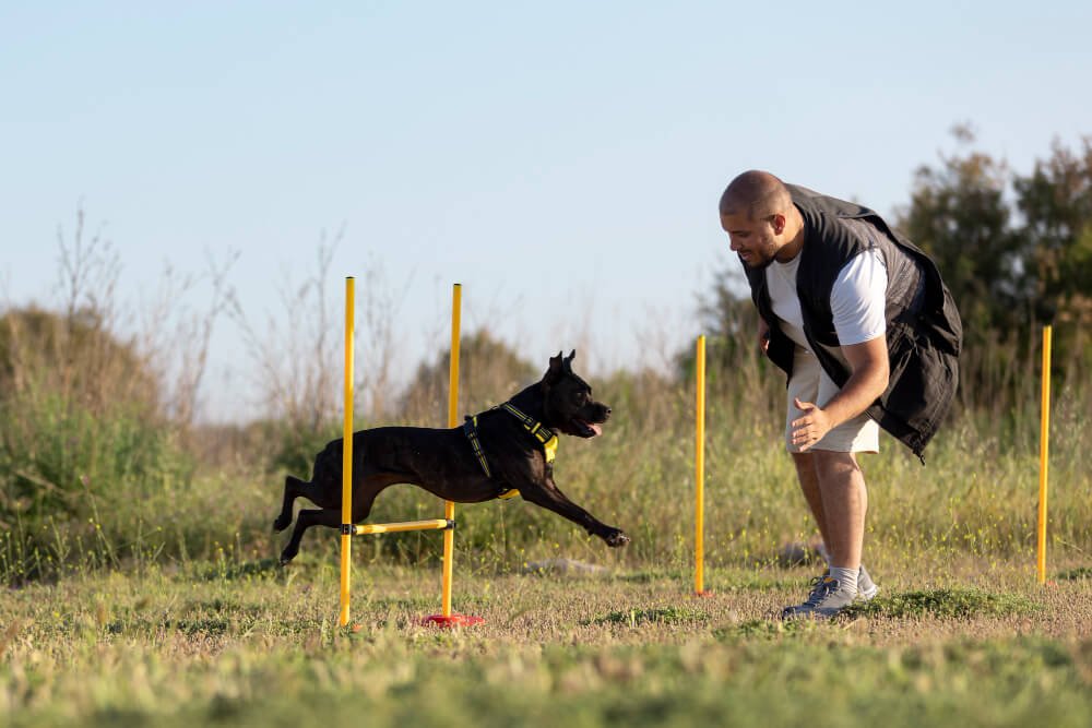 A Healthy dog