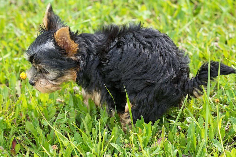 Small terrier dog spoiling grass in the garden lawn