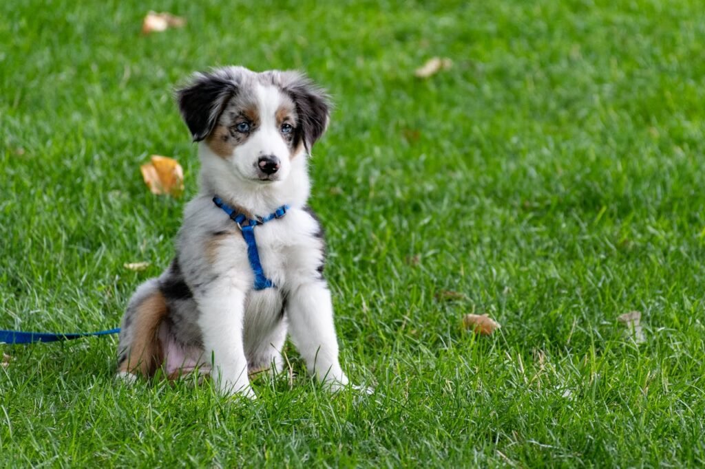 A dog sitting on the grass, highlighting the importance of cleaning up dog poop to keep parks and yards clean.