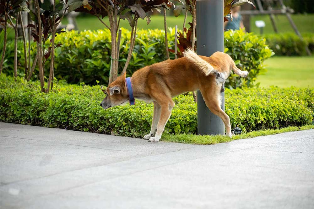 Dog damaging the lawn grass