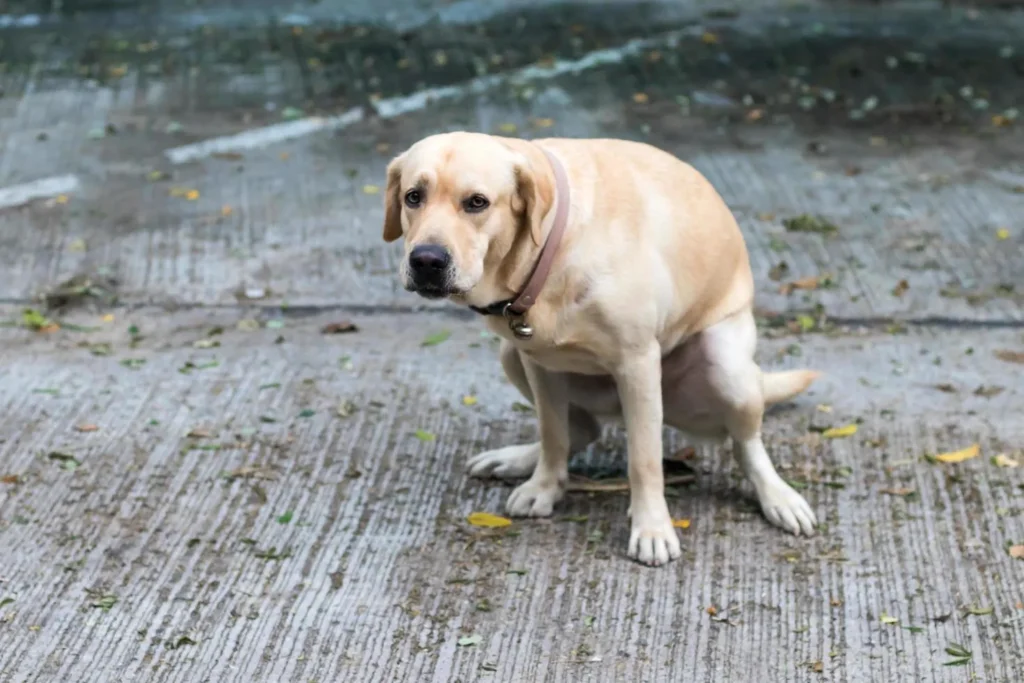 Labrador dog pooping indoors highlighting need for dog poop removal service