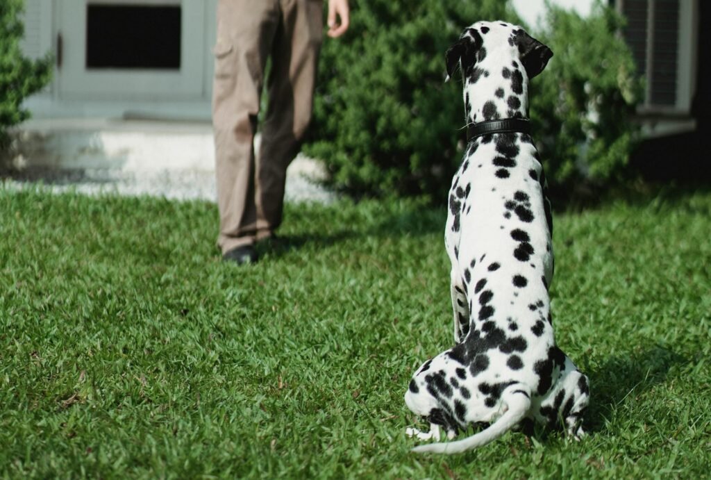Dog pooping outdoors on a well-maintained lawn