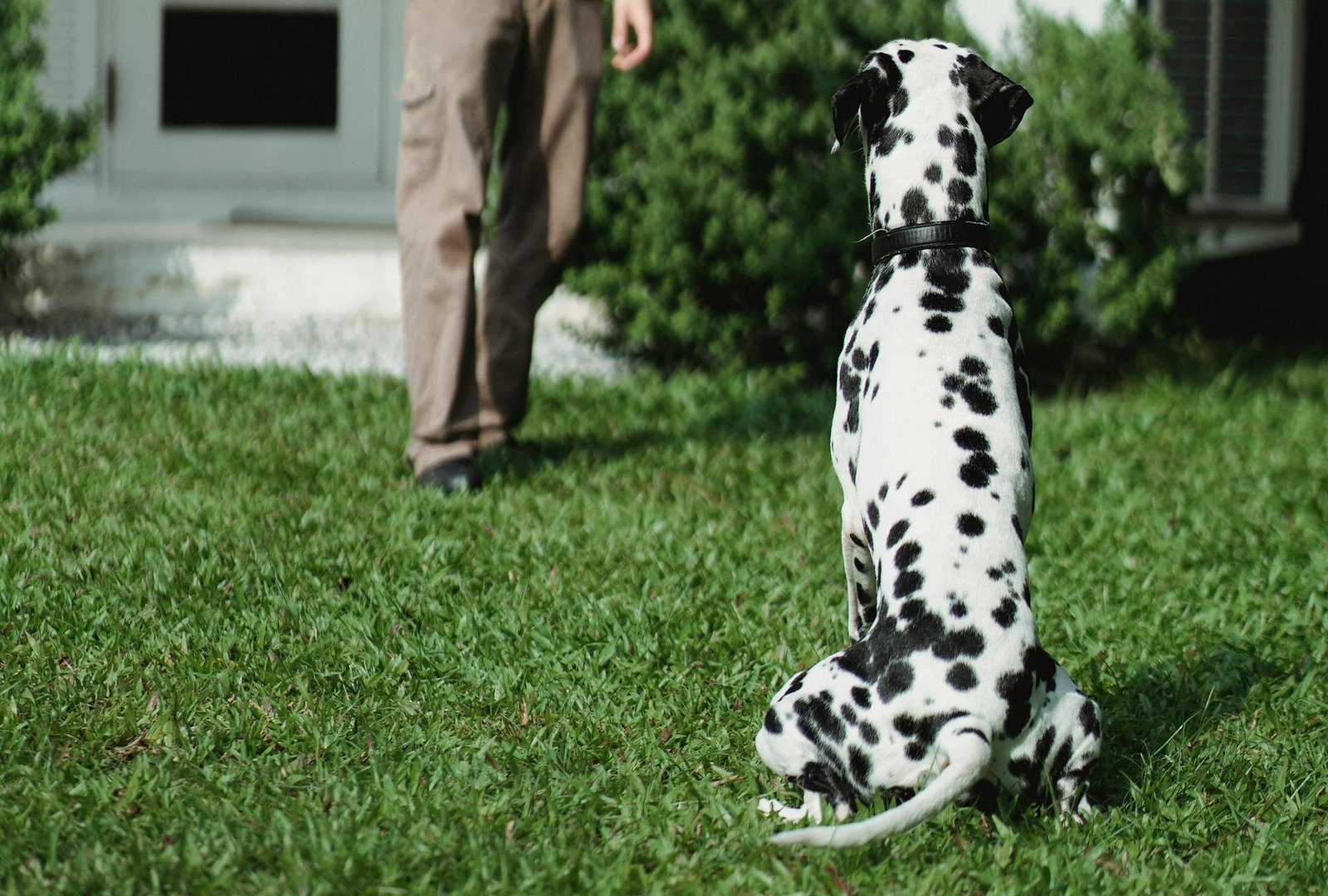 How Much Bacteria is in Dog Poop? What Pittsburgh Yard Owners Should Know