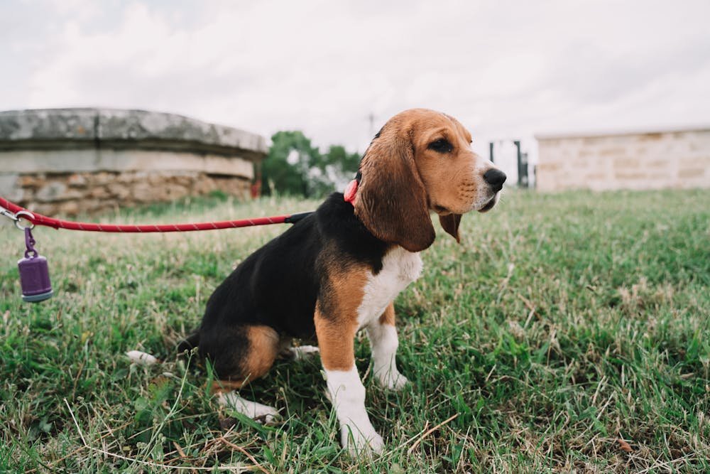 Pet dog pooping on grass in an outdoor ground area