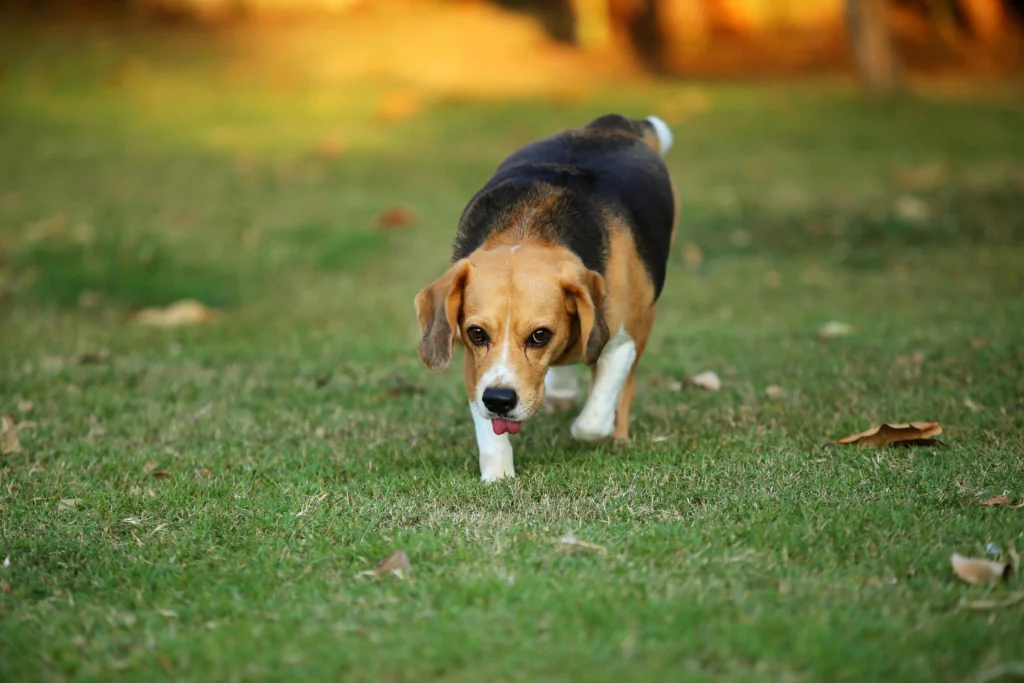 Beagle enjoying clean park thanks to recurring pet waste cleanup provider