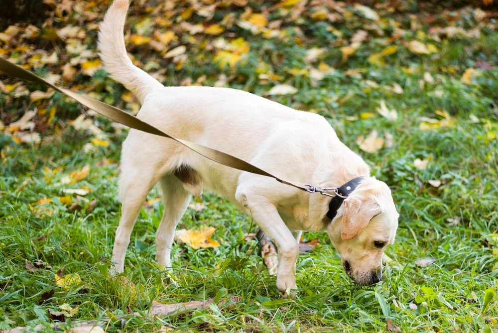 Yellow dog on a leash walking in a grassy yard, representing professional dog pooper scooper services.