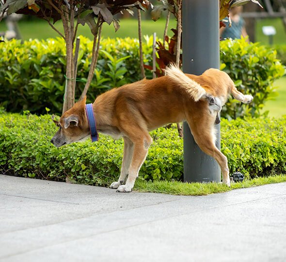 pet waste solutions